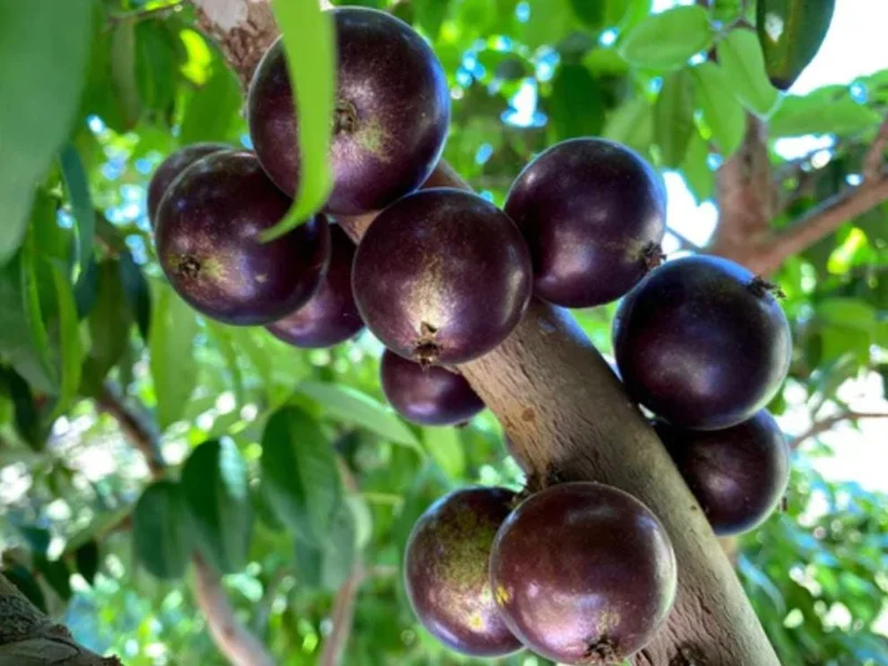 Jaboticaba Live Plant - 4 inch Nursery Pot - Tropical Fruit Tree - Container Friendly - Image 6