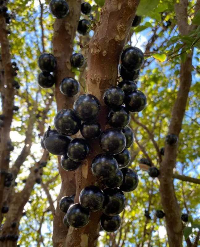 Jaboticaba Live Plant - 4 inch Nursery Pot - Tropical Fruit Tree - Container Friendly - Image 1