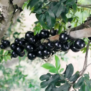 Jaboticaba Live Plant – Tropical Fruit Tree – 1 ft Tall Starter – Rooted in Soil - Image 2