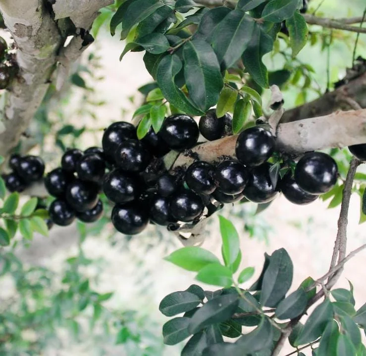 Jaboticaba Live Plant – Tropical Fruit Tree – 1 ft Tall Starter – Rooted in Soil - Image 2