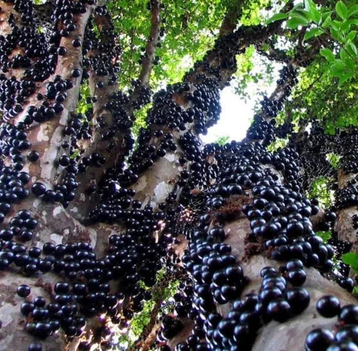 Jaboticaba Live Plant – Tropical Fruit Tree – 1 ft Tall Starter – Rooted in Soil - Image 3