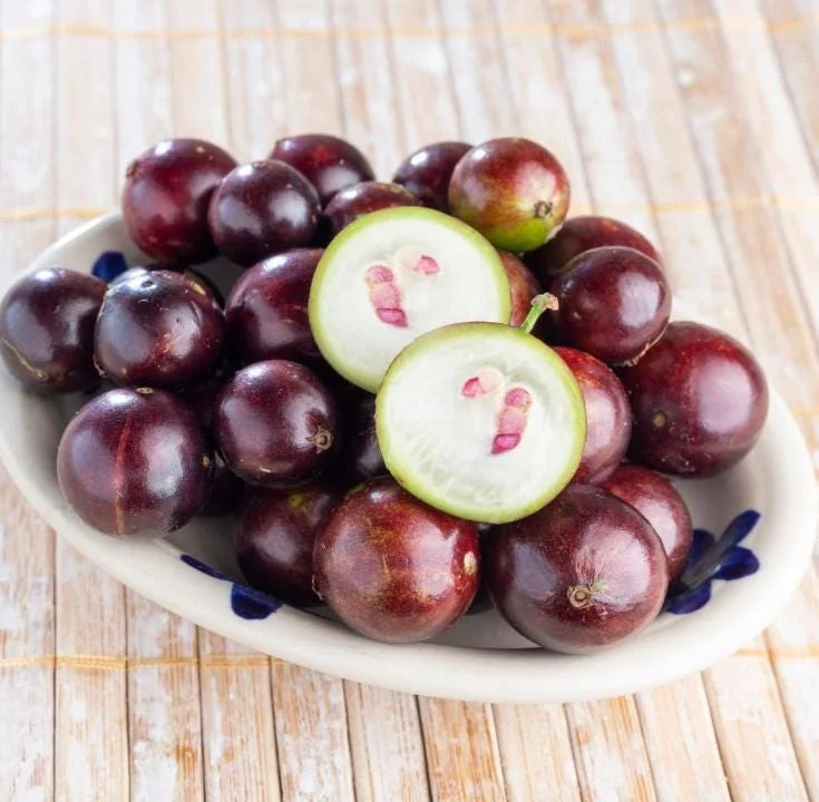 Jaboticaba Live Plant – Tropical Fruit Tree – 1 ft Tall Starter – Rooted in Soil - Image 5