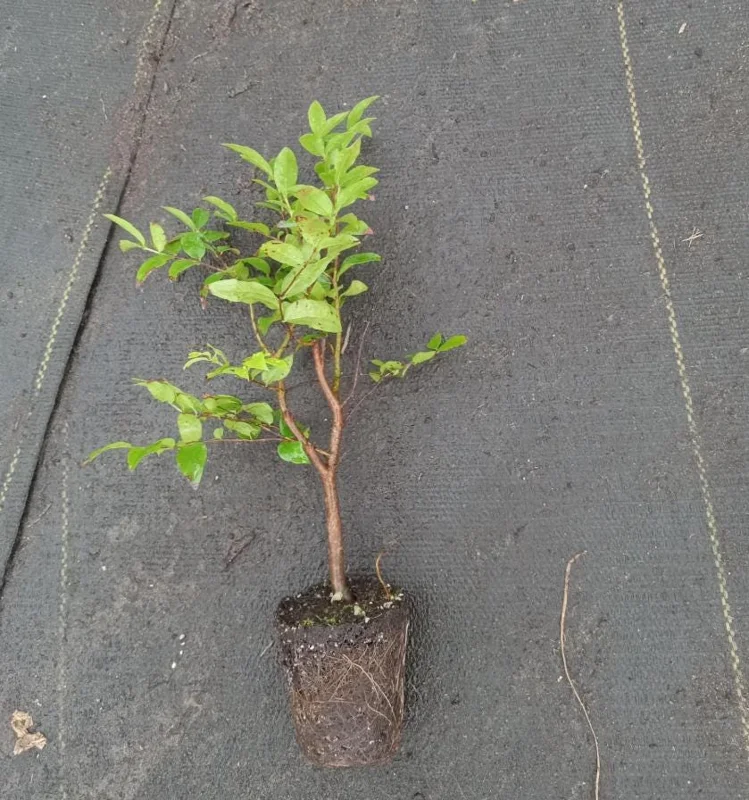 Jaboticaba Live Plant – Tropical Fruit Tree – 1 ft Tall Starter – Rooted in Soil - Image 6