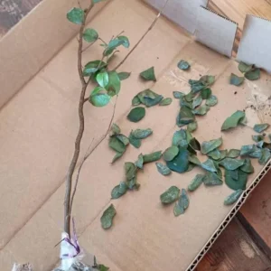 Jaboticaba Live Plant – Tropical Fruit Tree – 1 ft Tall Starter – Rooted in Soil - Image 8