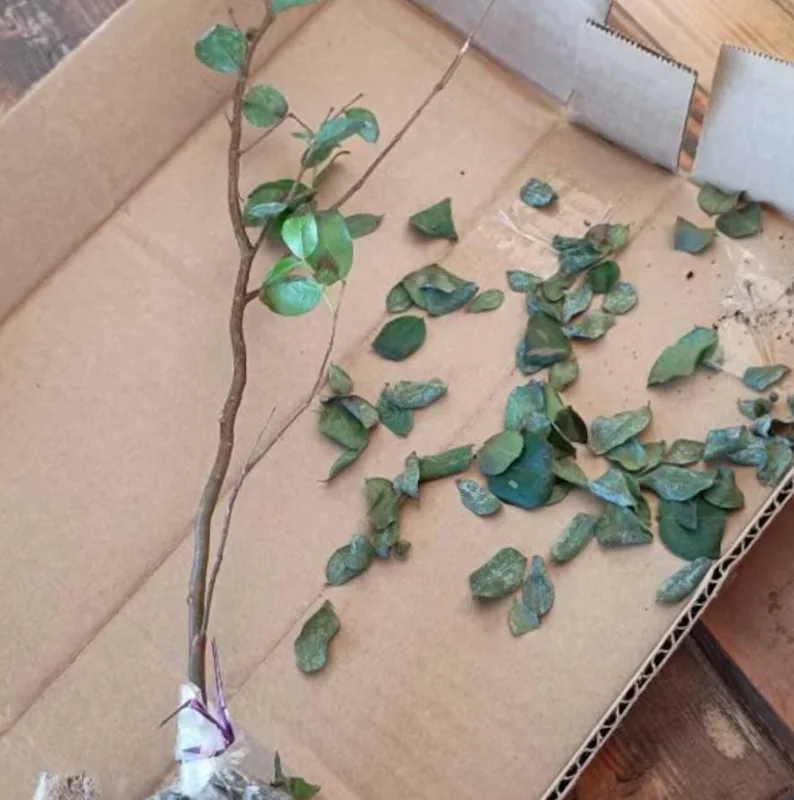 Jaboticaba Live Plant – Tropical Fruit Tree – 1 ft Tall Starter – Rooted in Soil - Image 8