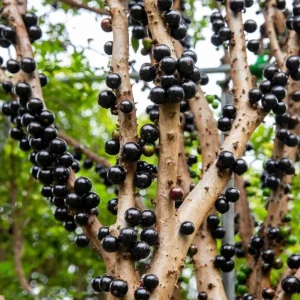 Jaboticaba Live Plant – Tropical Fruit Tree – 1 ft Tall Starter – Rooted in Soil - Image 1