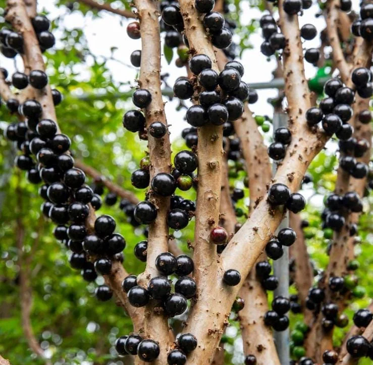 Jaboticaba Live Plant – Tropical Fruit Tree – 1 ft Tall Starter – Rooted in Soil - Image 1