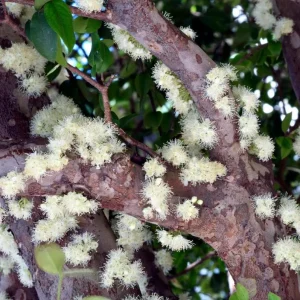 Jaboticaba Tree Live Plant - 1 ft Tall Starter - Fruit & Ornamental Outdoor - Image 3