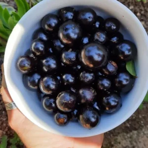 Jaboticaba Tree Live Plant - 1 ft Tall Starter - Fruit & Ornamental Outdoor - Image 4