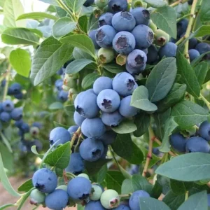 Jewel Southern Highbush Blueberry Bush Live Starter Plant – 4-6" Tall – Outdoor Fruit Plant - Image 2