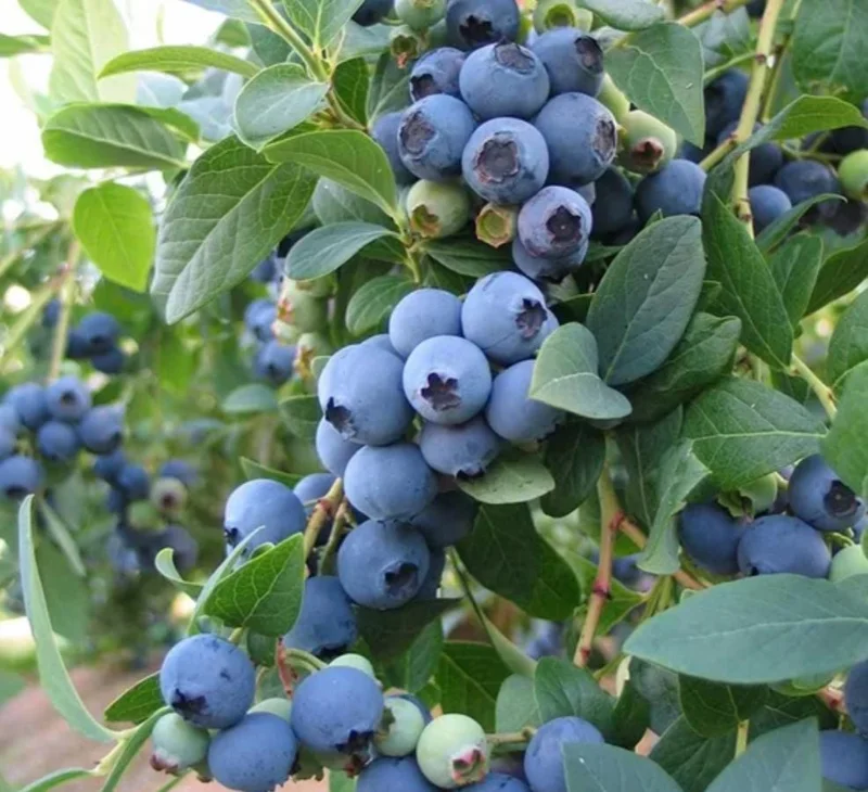 Jewel Southern Highbush Blueberry Bush Live Starter Plant – 4-6" Tall – Outdoor Fruit Plant - Image 2