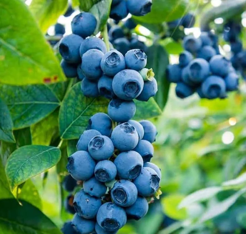 Jewel Southern Highbush Blueberry Bush Live Starter Plant – 4-6" Tall – Outdoor Fruit Plant - Image 3