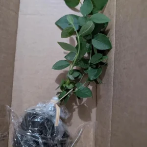 Jewel Southern Highbush Blueberry Bush Live Starter Plant – 4-6