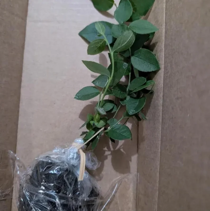 Jewel Southern Highbush Blueberry Bush Live Starter Plant – 4-6" Tall – Outdoor Fruit Plant - Image 4