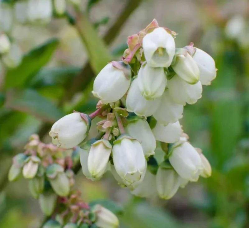 Jewel Southern Highbush Blueberry Bush Live Starter Plant – 4-6" Tall – Outdoor Fruit Plant - Image 5