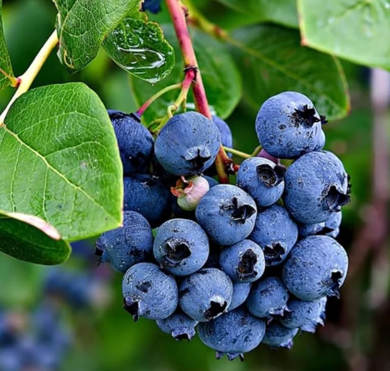 Jewel Southern Highbush Blueberry Bush Live Starter Plant – 4-6" Tall – Outdoor Fruit Plant - Image 7