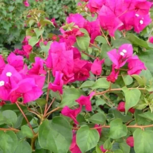 Juanita Hatten Bougainvillea Live Plant - 2-Pack, 4-6" Tall, Vibrant Pink - Image 2