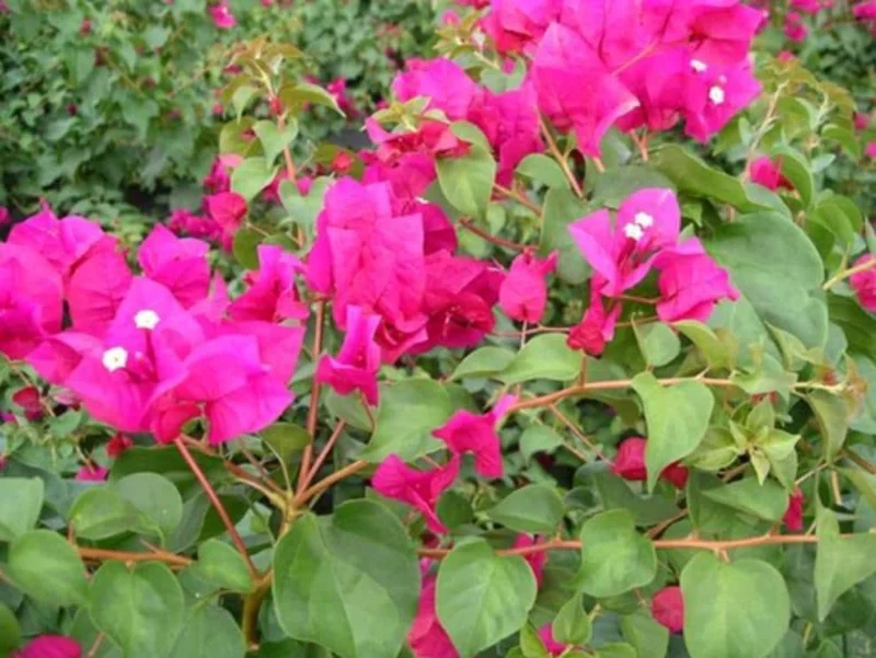 Juanita Hatten Bougainvillea Live Plant - 2-Pack, 4-6" Tall, Vibrant Pink - Image 2