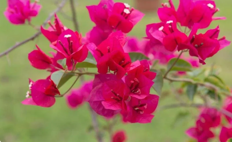 Juanita Hatten Bougainvillea Live Plant - 2-Pack, 4-6" Tall, Vibrant Pink - Image 3