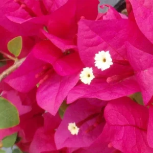 Juanita Hatten Bougainvillea Live Plant - 2-Pack, 4-6