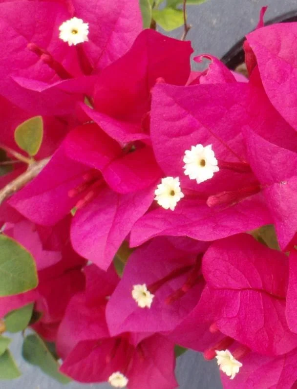 Juanita Hatten Bougainvillea Live Plant - 2-Pack, 4-6" Tall, Vibrant Pink - Image 6