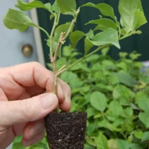 Juanita Hatten Bougainvillea Live Plant - 2-Pack, 4-6