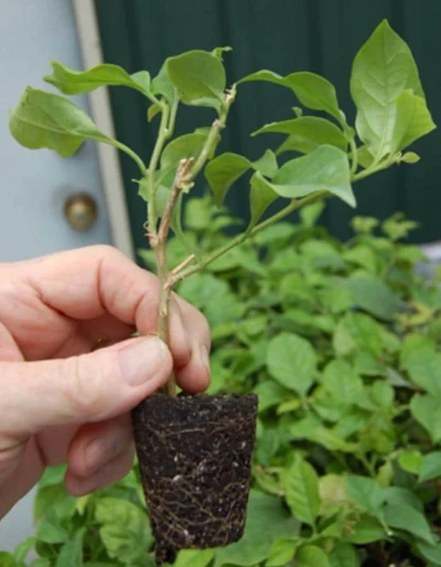 Juanita Hatten Bougainvillea Live Plant - 2-Pack, 4-6" Tall, Vibrant Pink - Image 7