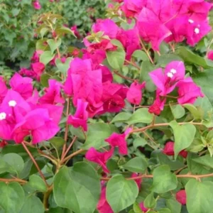 Juanita Hatten Bougainvillea Live Plant - 2-Pack, Pink, 4-6" Tall, Drought Tolerant - Image 2