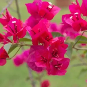 Juanita Hatten Bougainvillea Live Plant - 2-Pack, Pink, 4-6