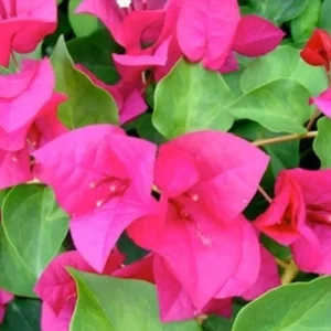 Juanita Hatten Bougainvillea Live Plant - 2-Pack, Pink, 4-6" Tall, Drought Tolerant - Image 1