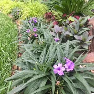 Katie Dwarf Blue Ruellia Live Plants – Set of 6 – 3-6