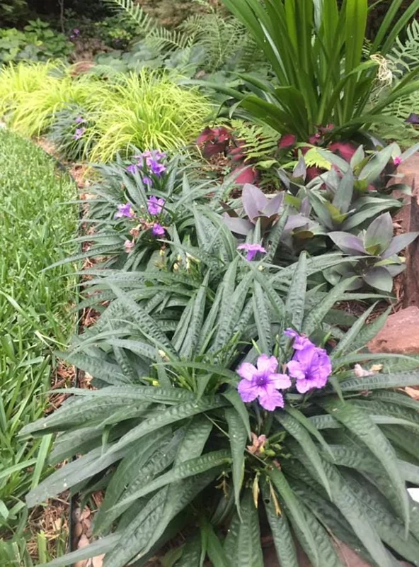 Katie Dwarf Blue Ruellia Live Plants – Set of 6 – 3-6" Tall – Outdoor Perennial - Image 10