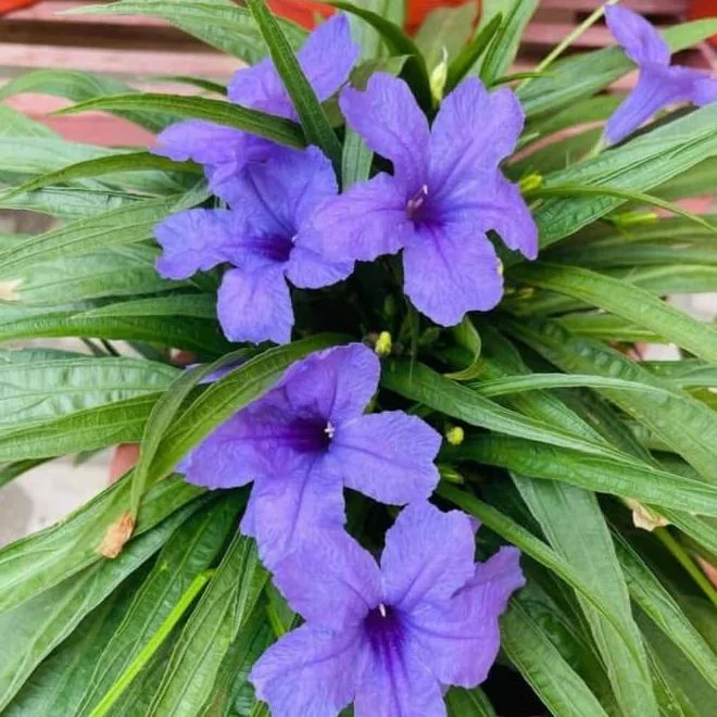 Katie Dwarf Blue Ruellia Live Plants – Set of 6 – 3-6" Tall – Outdoor Perennial - Image 2