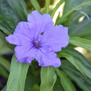 Katie Dwarf Blue Ruellia Live Plants – Set of 6 – 3-6