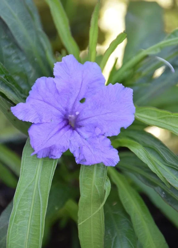 Katie Dwarf Blue Ruellia Live Plants – Set of 6 – 3-6" Tall – Outdoor Perennial - Image 3