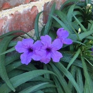 Katie Dwarf Blue Ruellia Live Plants – Set of 6 – 3-6" Tall – Outdoor Perennial - Image 1