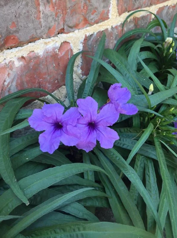 Katie Dwarf Blue Ruellia Live Plants – Set of 6 – 3-6" Tall – Outdoor Perennial - Image 1