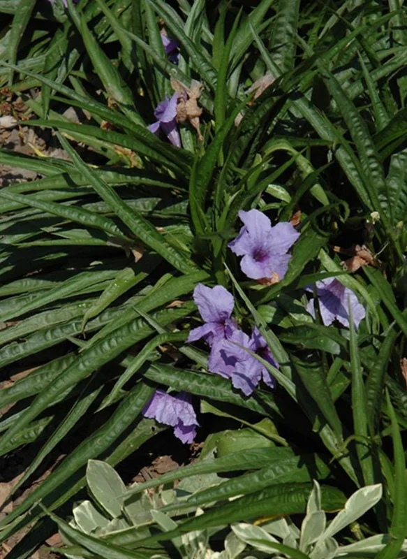 Katie Dwarf Blue Ruellia Live Plants – Set of 6 – 3-6" Tall – Outdoor Perennial - Image 4
