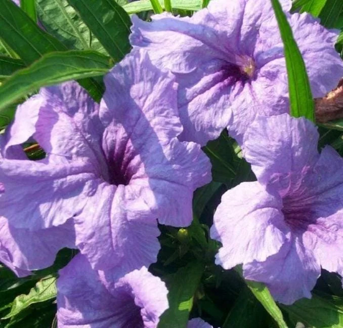 Katie Dwarf Blue Ruellia Live Plants – Set of 6 – 3-6" Tall – Outdoor Perennial - Image 5