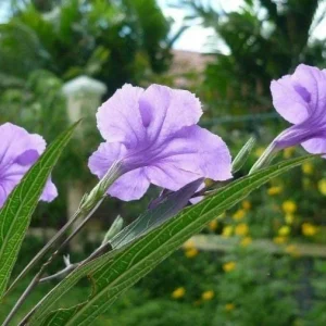 Katie Dwarf Blue Ruellia Live Plants – Set of 6 – 3-6