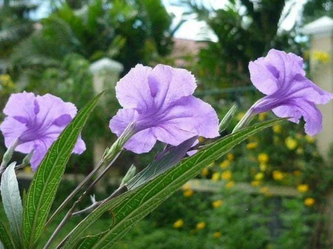 Katie Dwarf Blue Ruellia Live Plants – Set of 6 – 3-6" Tall – Outdoor Perennial - Image 6