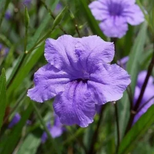 Katie Dwarf Blue Ruellia Live Plants – Set of 6 – 3-6