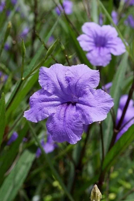 Katie Dwarf Blue Ruellia Live Plants – Set of 6 – 3-6" Tall – Outdoor Perennial - Image 7