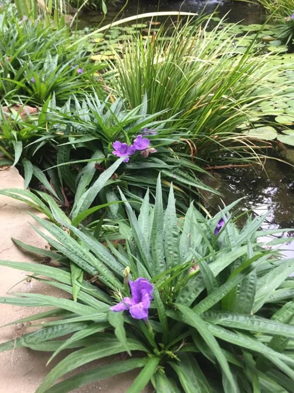 Katie Dwarf Blue Ruellia Live Plants – Set of 6 – 3-6" Tall – Outdoor Perennial - Image 9