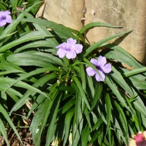 Katie's Dwarf Blue Ruellia Live Plants - Set of 3, 3-6