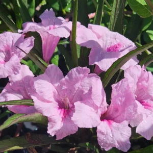 Katie's Dwarf Pink Ruellia Live Plant – Set of 3, 3-6" Tall, Rooted Starters - Image 2