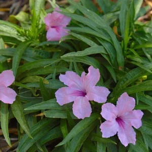 Katie's Dwarf Pink Ruellia Live Plant – Set of 3, 3-6