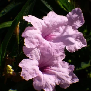 Katie's Dwarf Pink Ruellia Live Plant – Set of 3, 3-6