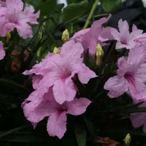 Katie's Dwarf Pink Ruellia Live Plant – Set of 3, 3-6