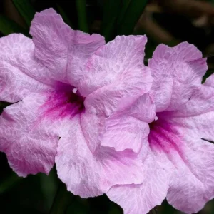 Katie's Dwarf Pink Ruellia Live Plant – Set of 3, 3-6